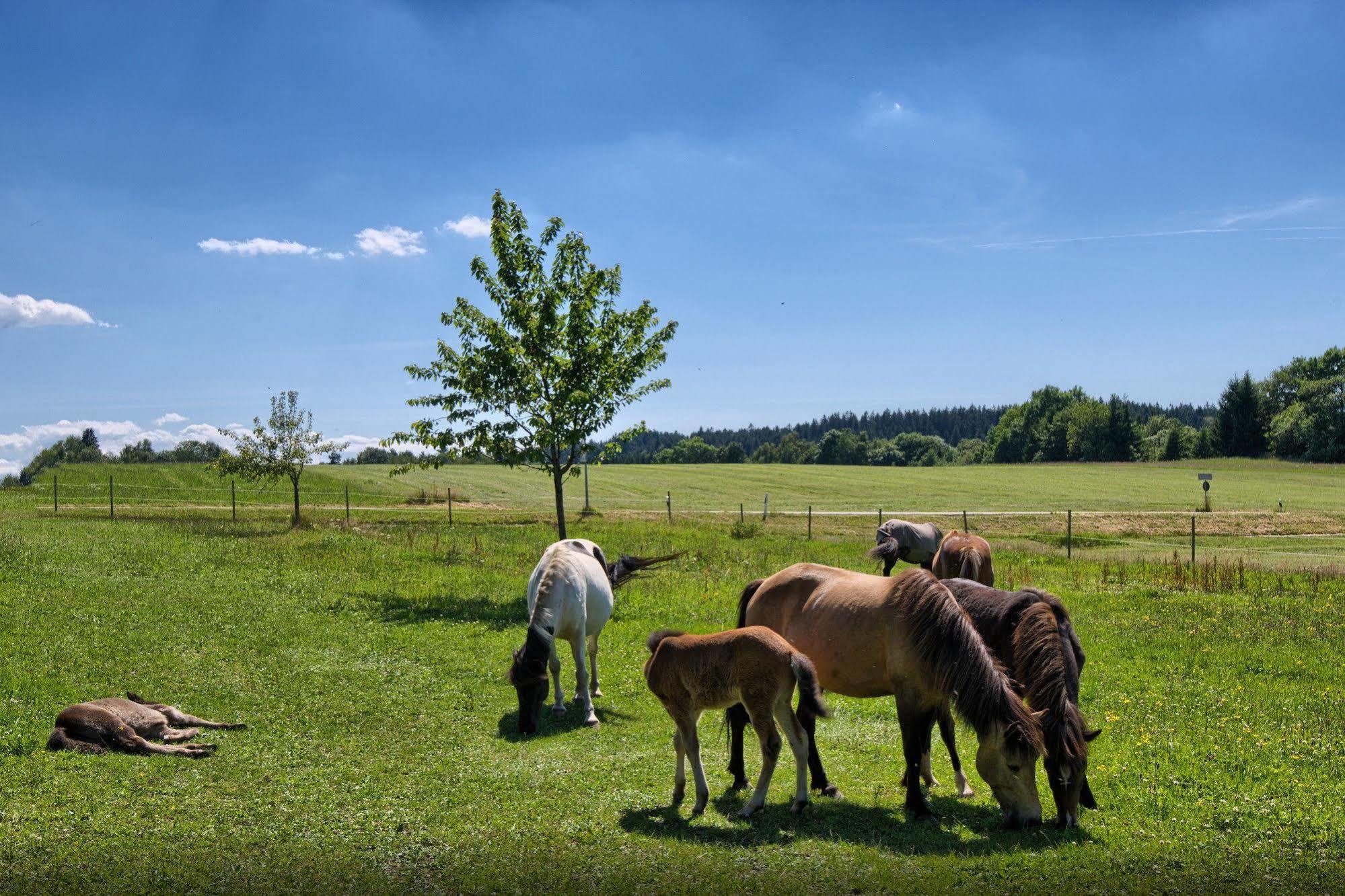 Landgasthof Zum Schwanen Hornberg Eksteriør bilde